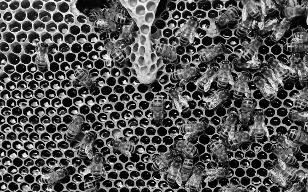 black-and-white-photograph-bee-hive