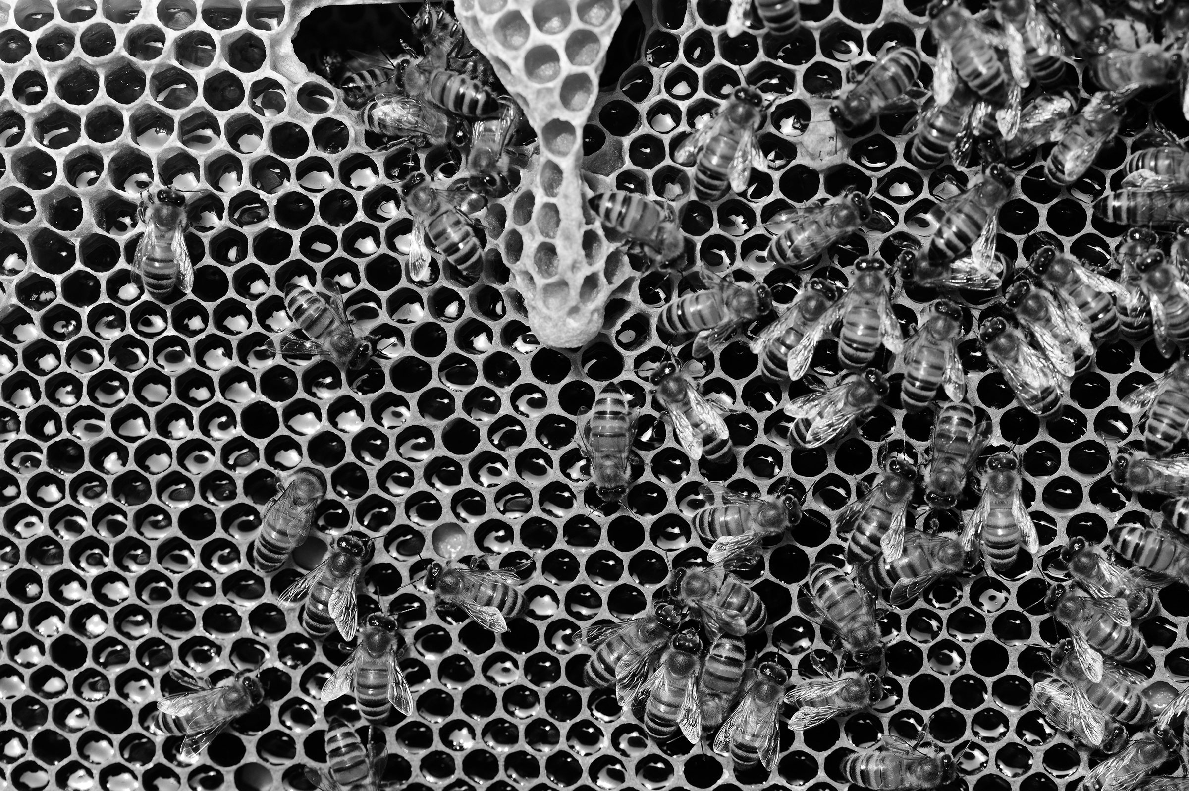 black-and-white-photograph-bee-hive